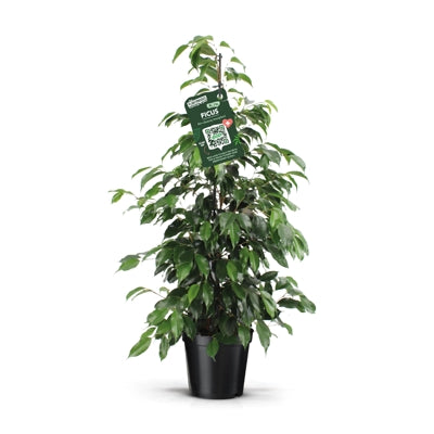 Planta naturala Ficus benj. 'Danielle' H100 cm PS21 cm in pamant