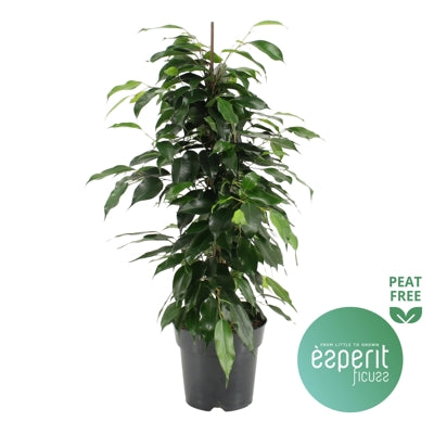 Planta naturala Ficus benj. 'Danielle' H70 cm PS17 cm in pamant