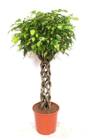 Planta naturala Ficus benj. 'Exotica' H150 cm PS30 cm in pamant