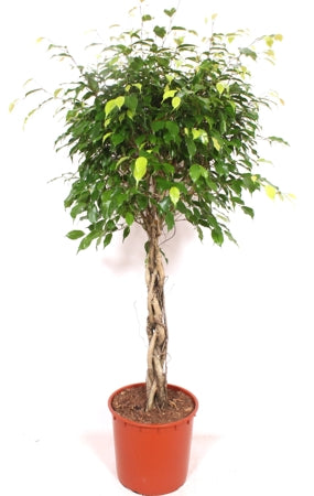Planta naturala Ficus benj. 'Exotica' H150 cm PS34 cm in pamant