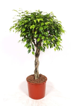 Planta naturala Ficus benj. 'Exotica' H150 cm PS34 cm in pamant