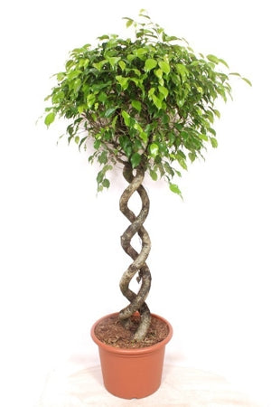 Planta naturala Ficus benj. 'Exotica' H190 cm PS40 cm in pamant