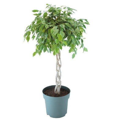 Planta naturala Ficus benj. 'Golden King' H110 cm PS27 cm in pamant