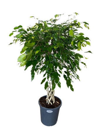 Planta naturala Ficus benj. H140 cm PS31 cm in pamant