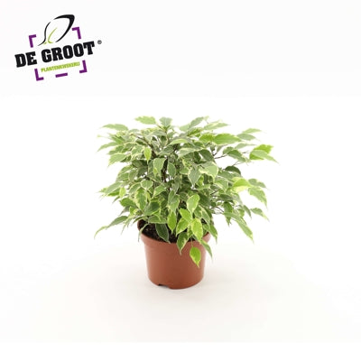 Planta naturala Ficus benj. Kinky H27 cm PS12 cm in pamant