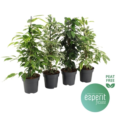 Planta naturala Ficus benj. mixed H55 cm PS14 cm in pamant