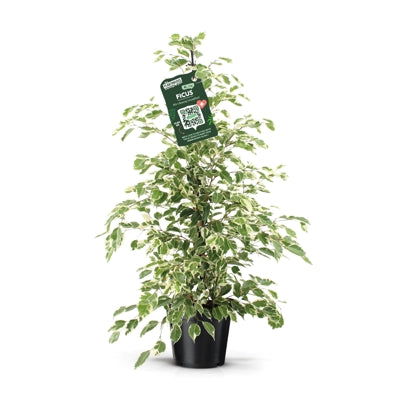 Planta naturala Ficus benj. 'Twilight' H105 cm PS21 cm in pamant