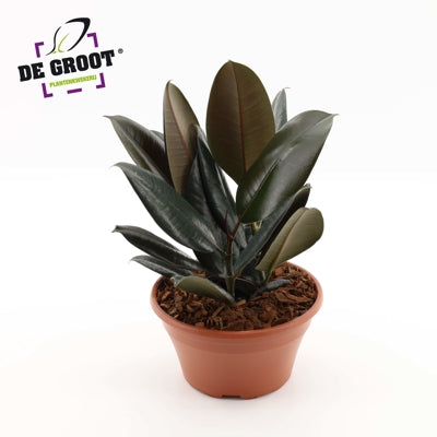 Planta naturala Ficus el. 'Abidjan' H35 cm PS23 cm in pamant