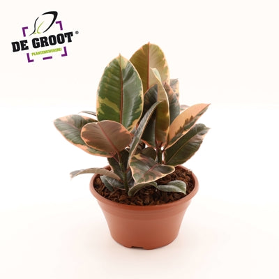 Planta naturala Ficus el. 'Belize' H35 cm PS23 cm in pamant