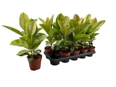 Planta naturala Ficus el. H42 cm PS12 cm in pamant