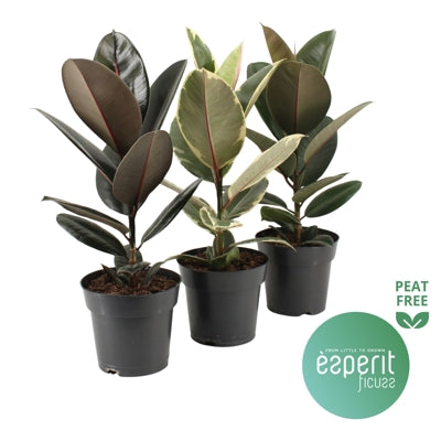 Planta naturala Ficus el. H55 cm PS17 cm in pamant