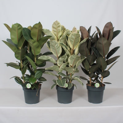 Planta naturala Ficus el. H90 cm PS27 cm in pamant