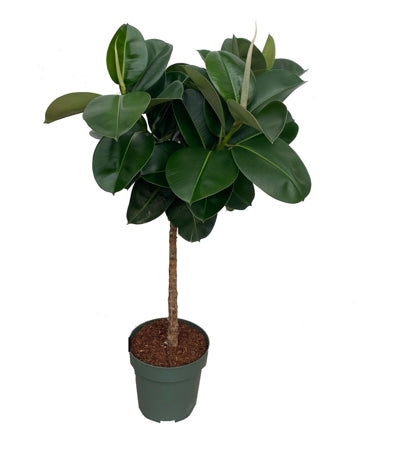 Planta naturala Ficus el. 'Robusta' H110 cm PS27 cm in pamant