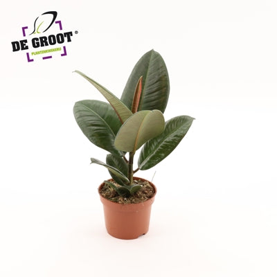 Planta naturala Ficus el. 'Robusta' H35 cm PS12 cm in pamant