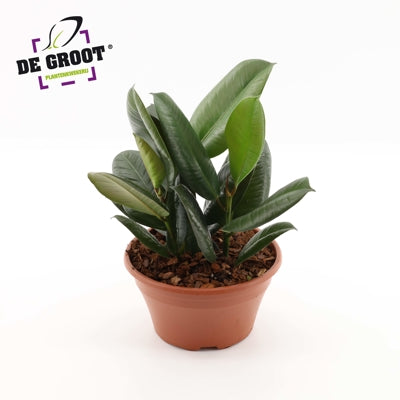 Planta naturala Ficus el. 'Robusta' H35 cm PS23 cm in pamant