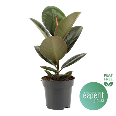 Planta naturala Ficus el. 'Robusta' H40 cm PS14 cm in pamant