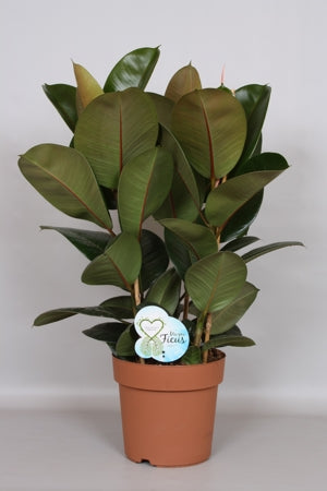 Planta naturala Ficus el. 'Robusta' H75 cm PS24 cm in pamant