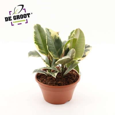 Planta naturala Ficus el. 'Tineke' H35 cm PS23 cm in pamant