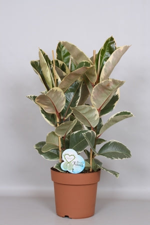 Planta naturala Ficus el. 'Tineke' H75 cm PS24 cm in pamant