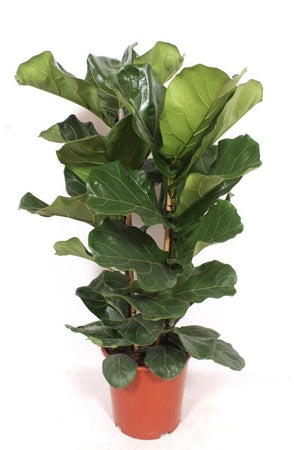 Planta naturala Ficus lyrata H100 cm PS27 cm in pamant