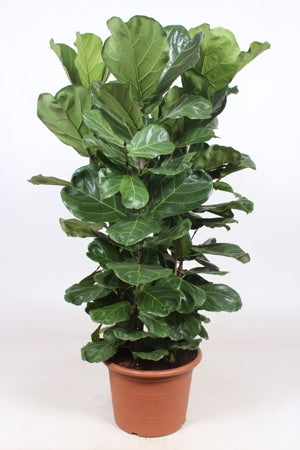 Planta naturala Ficus lyrata H160 cm PS45 cm in pamant