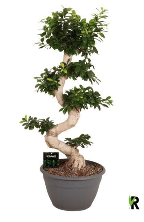 Planta naturala Ficus micr. Ginseng H110 cm PS35 cm in pamant