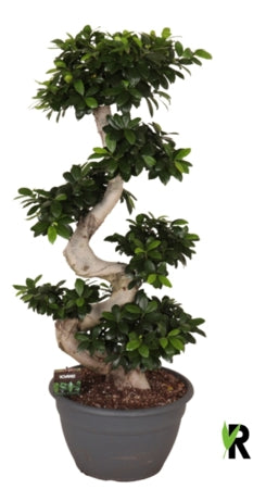 Planta naturala Ficus micr. Ginseng H115 cm PS35 cm in pamant