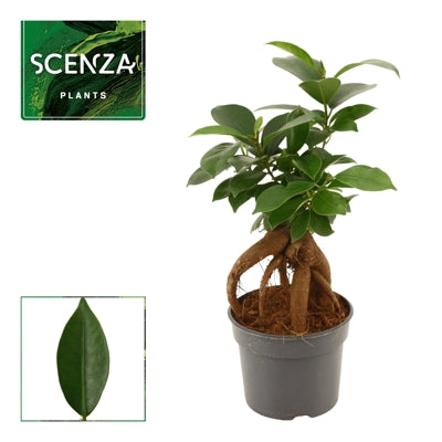 Planta naturala Ficus micr. Ginseng H20 cm PS9 cm in pamant