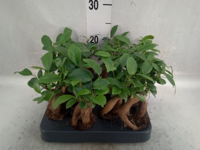 Planta naturala Ficus micr. Ginseng H25 cm PS6 cm in pamant