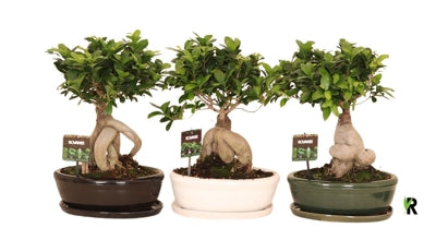 Planta naturala Ficus micr. Ginseng H40 cm PS30 cm in pamant