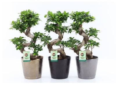 Planta naturala Ficus micr. Ginseng H60 cm PS22 cm in pamant
