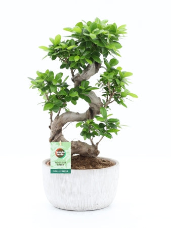 Planta naturala Ficus micr. Ginseng H60 cm PS24 cm in pamant