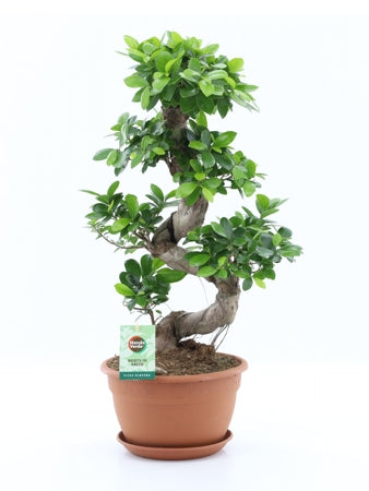 Planta naturala Ficus micr. Ginseng H70 cm PS27 cm in pamant