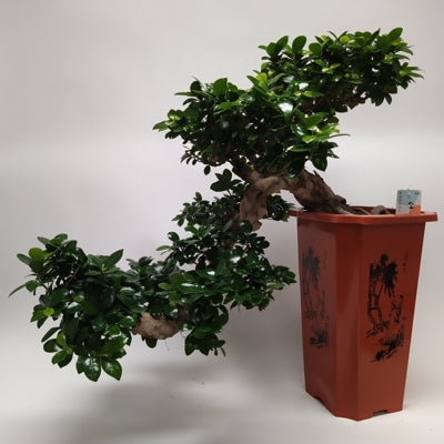 Planta naturala Ficus micr. Ginseng H70 cm PS30 cm in pamant