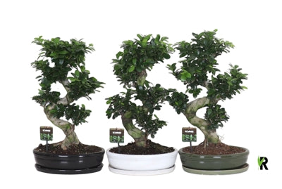 Planta naturala Ficus micr. Ginseng H70 cm PS35 cm in pamant