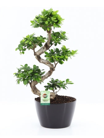 Planta naturala Ficus micr. Ginseng H75 cm PS28 cm in pamant