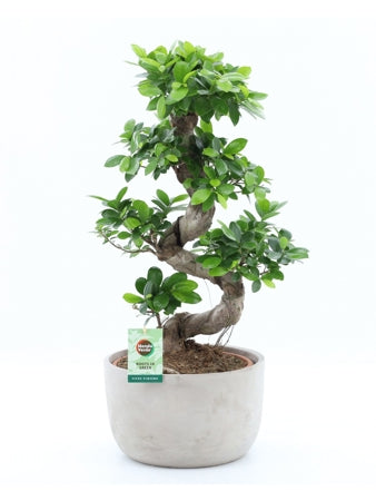 Planta naturala Ficus micr. Ginseng H75 cm PS30 cm in pamant
