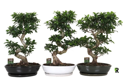Planta naturala Ficus micr. Ginseng H85 cm PS45 cm in pamant
