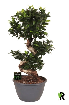 Planta naturala Ficus micr. Ginseng H90 cm PS30 cm in pamant