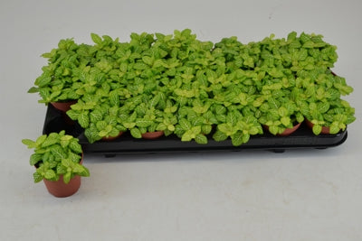 Planta naturala Fittonia H12 cm PS8.5 cm in pamant