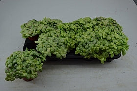 Planta naturala Fittonia H20 cm PS12 cm in pamant