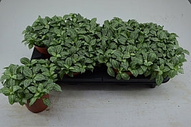Planta naturala Fittonia H20 cm PS12 cm in pamant