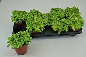 Planta naturala Fittonia H20 cm PS12 cm in pamant