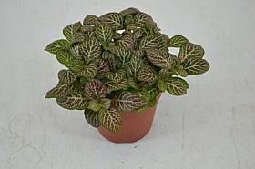 Planta naturala Fittonia Mos. Mistral H20 cm PS12 cm in pamant
