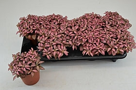 Planta naturala Fittonia Mos. Pink Forest Flame H20 cm PS12 cm in pamant
