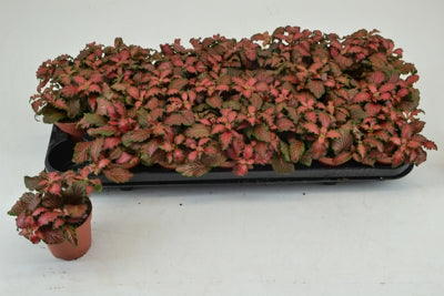 Planta naturala Fittonia Mos. Tiger H10 cm PS8.5 cm in pamant