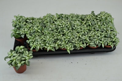 Planta naturala Fittonia Mos. White Forest Flame H10 cm PS8.5 cm in pamant