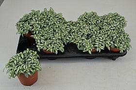 Planta naturala Fittonia Mos. White Forest Flame H20 cm PS12 cm in pamant