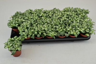 Planta naturala Fittonia Mos. White Tiger H10 cm PS8.5 cm in pamant