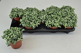 Planta naturala Fittonia Mos. White Tiger H20 cm PS12 cm in pamant